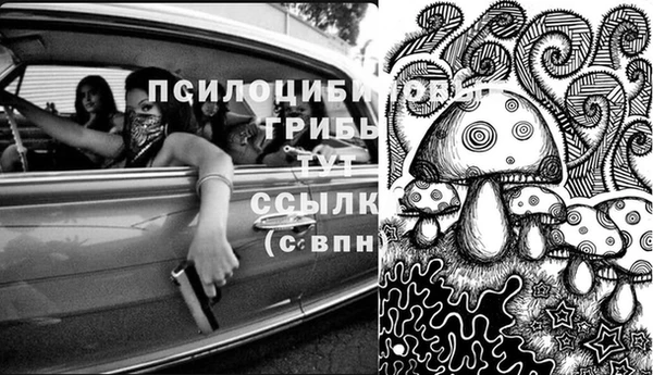 хмурый Белокуриха